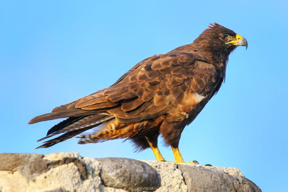 Galapagosbussard (Buteo galapagoensis)