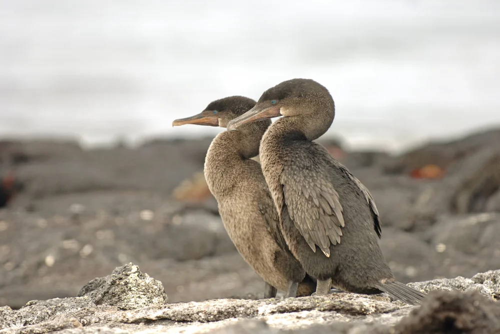 Galapagoskormoran (Phalacrocorax harrisi)