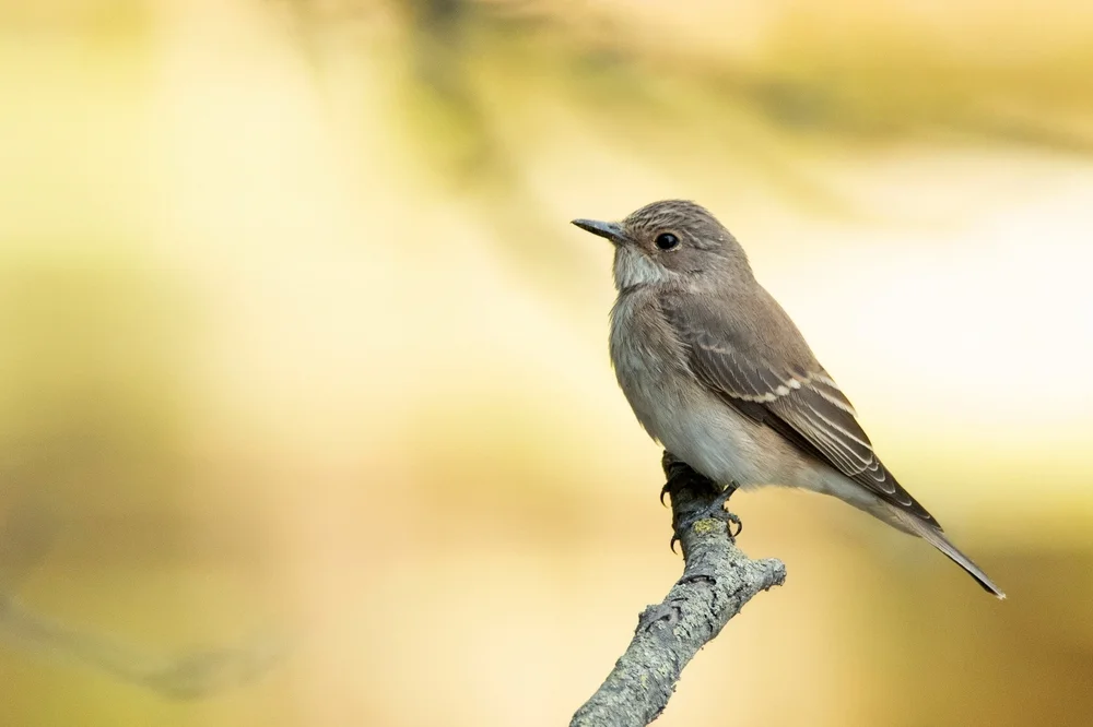 Gambaga-Fliegenschnäpper (Muscicapa gambagae)