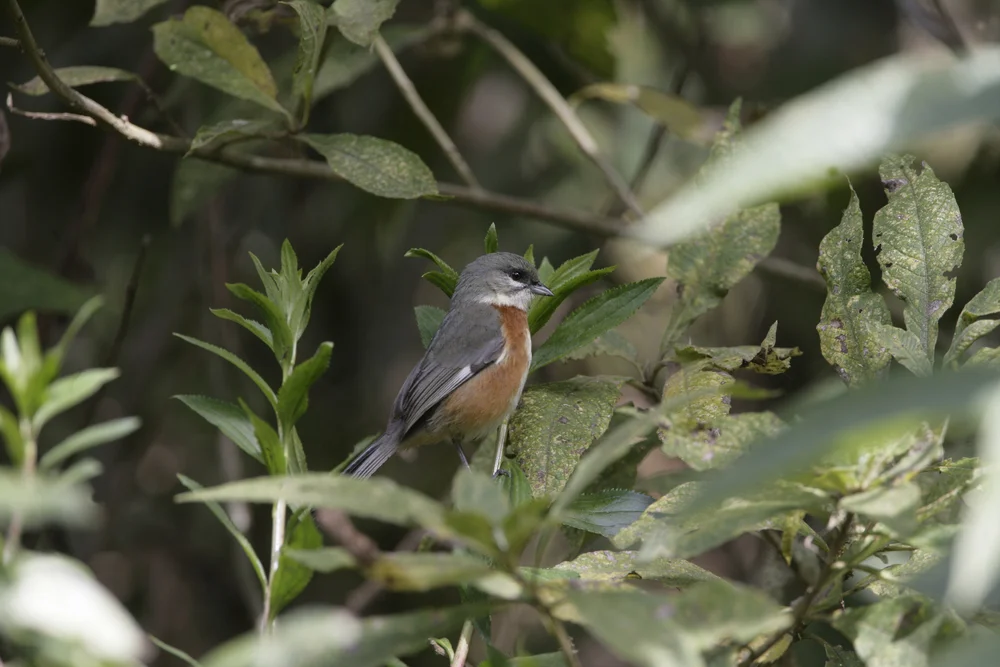 Garlepps Bergsperling (Poospiza garleppi)