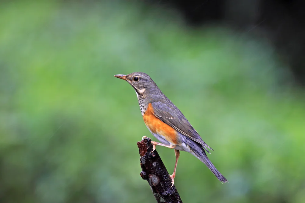 Gartendrossel (Turdus hortulorum)