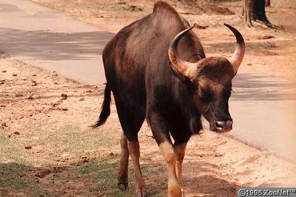 Gaur