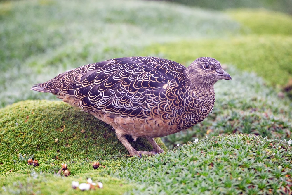 Gay-Huhn (Attagis gayi)