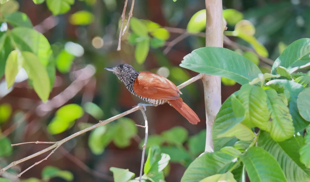 Gebänderter Ameisenschlüpfer (Thamnophilus palliatus)
