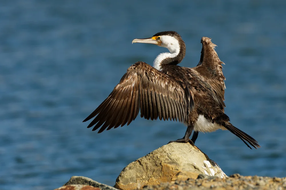Gebänderter Kormoran (Phalacrocorax varius)