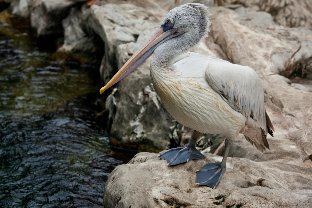 Gebänderter Pelikan (Pelecanus philippensis)