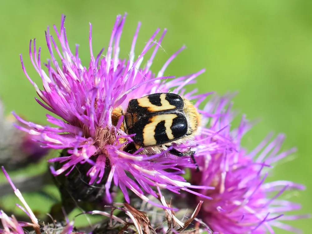 Gebänderter Pinselkäfer