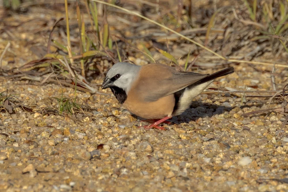 Gebänderter Prachtfink (Poephila cincta)