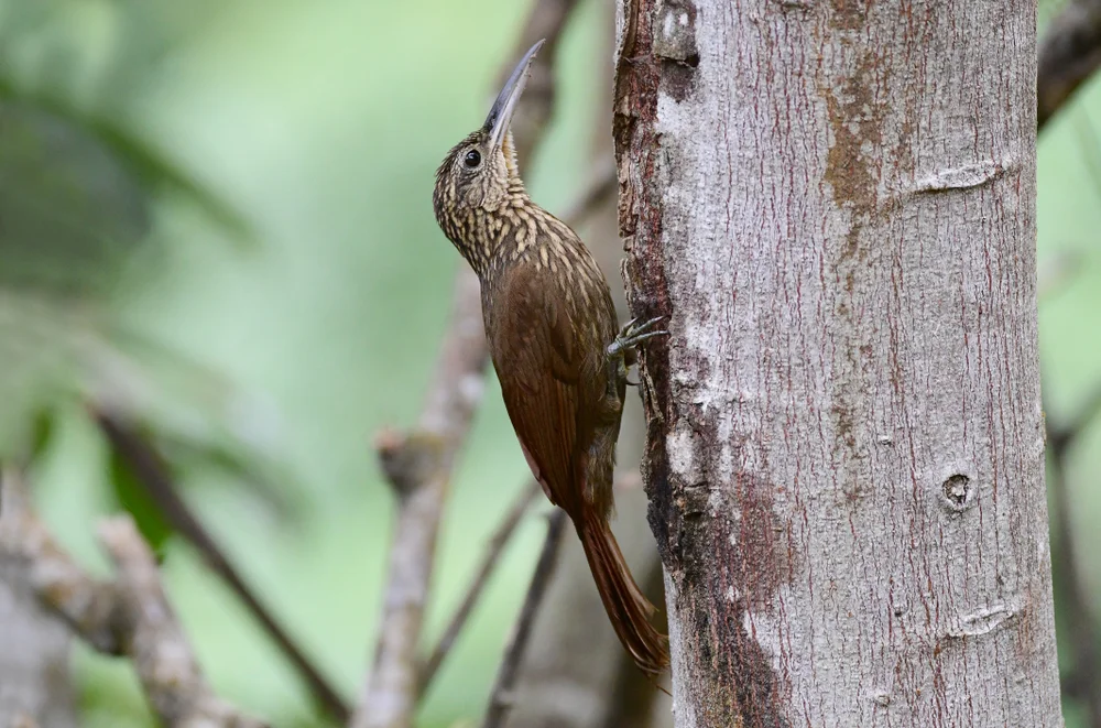 Gebänderter Schlüpfer (Xiphorhynchus erythropygius)
