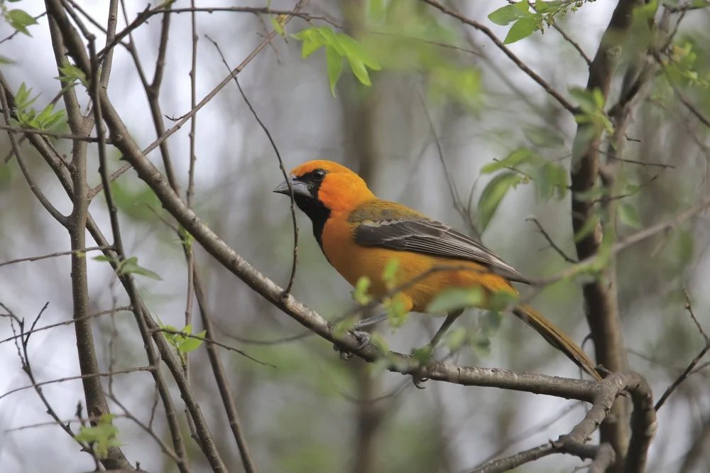 Gebänderter Trupial (Icterus maculialatus)