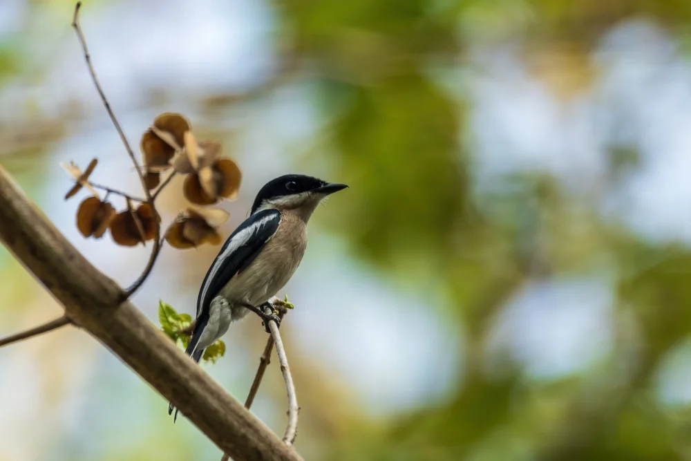 Gebänderter Zwergbülbül (Hemipus picatus)