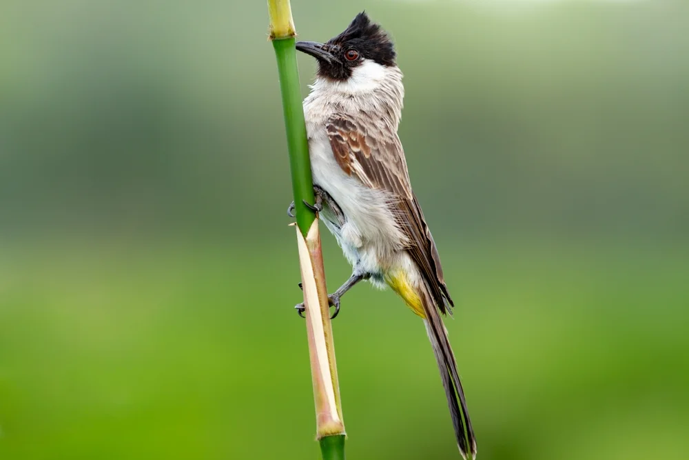 Gebartete Dickschnabeldrossel (Pycnonotus aurigaster)