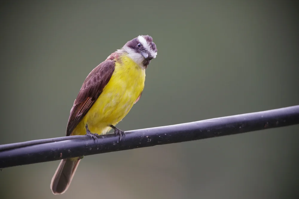 Gebarteter Zwergtyrann (Myiobius barbatus)