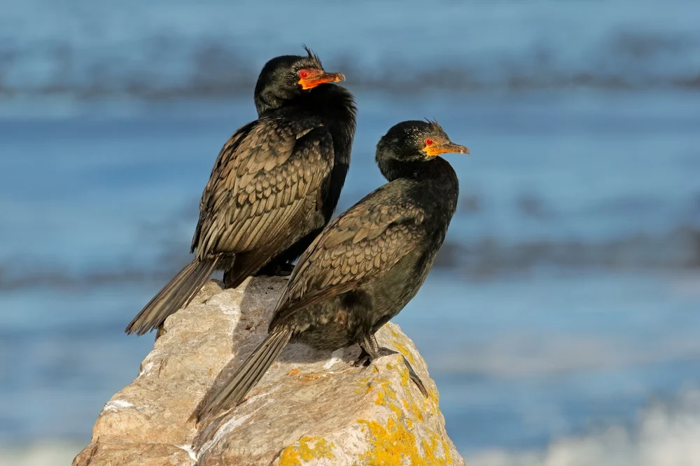 Gebindener Schlangenhalsvogel (Microcarbo coronatus)