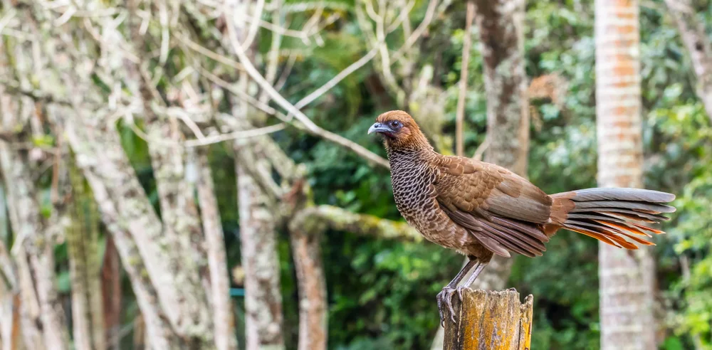 Gefleckte Chachalaka (Ortalis guttata)