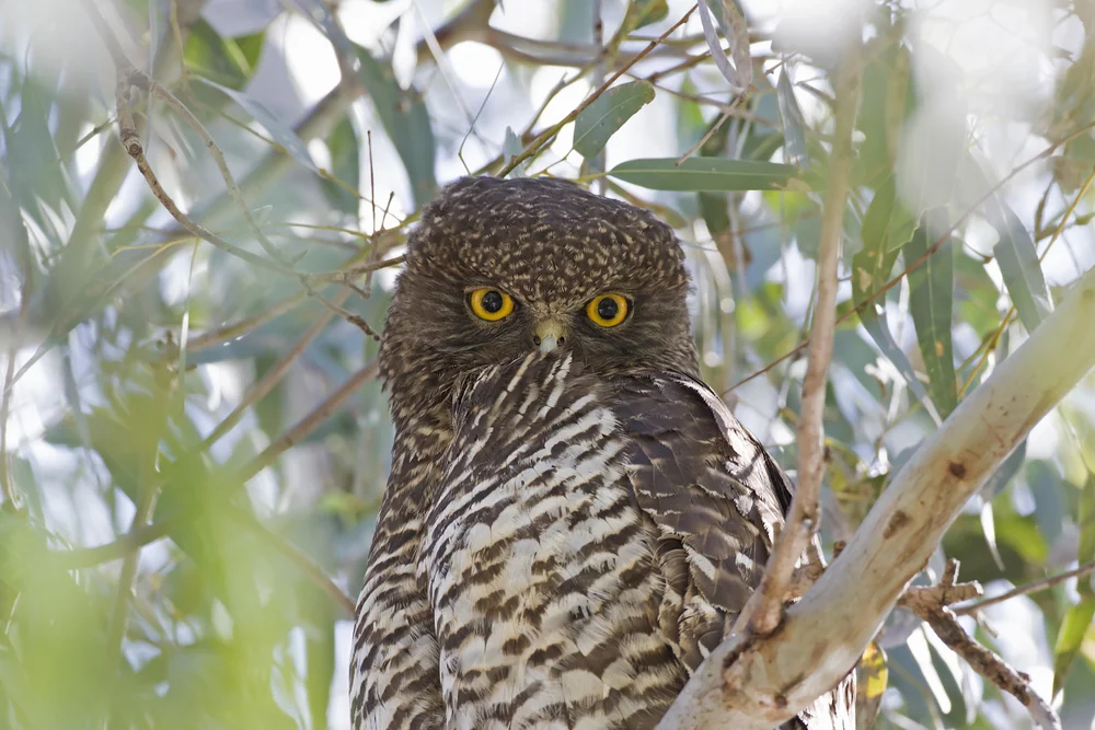 Gefleckte Eule (Ninox variegata)