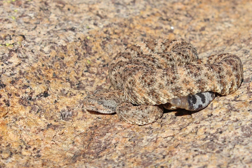 Gefleckte Klapperschlange (Crotalus mitchellii)