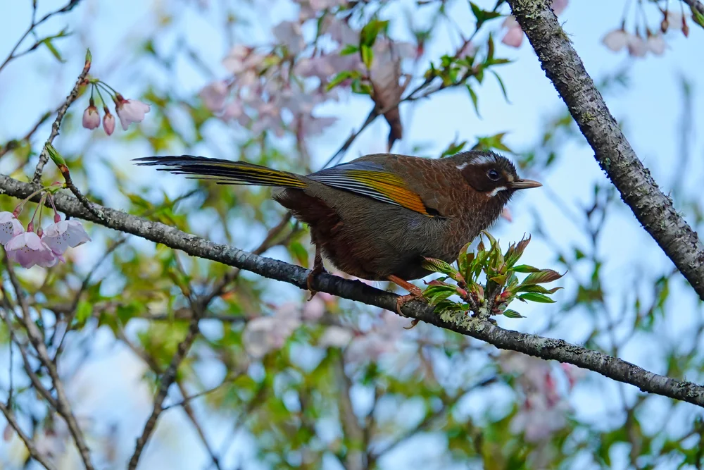 Gefleckte Schuppentimalie (Trochalopteron squamatum)