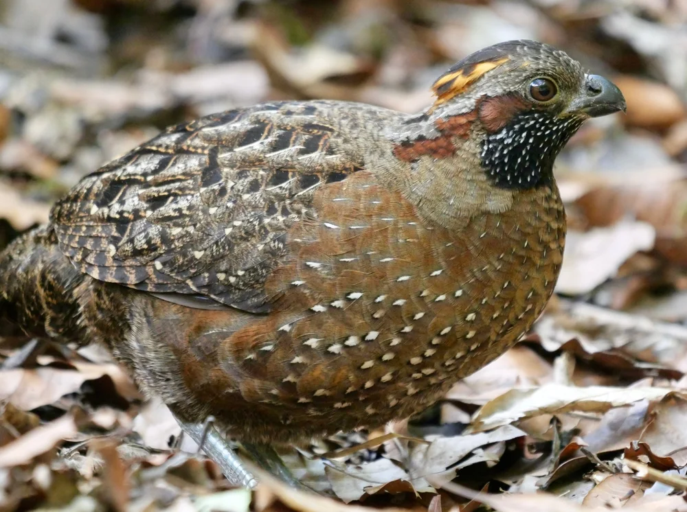 Gefleckte Zahnwachtel (Odontophorus guttatus)