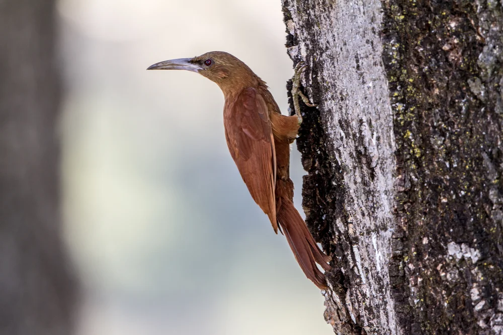 Gefleckter Baumsteiger (Bänder-Baumsteiger)