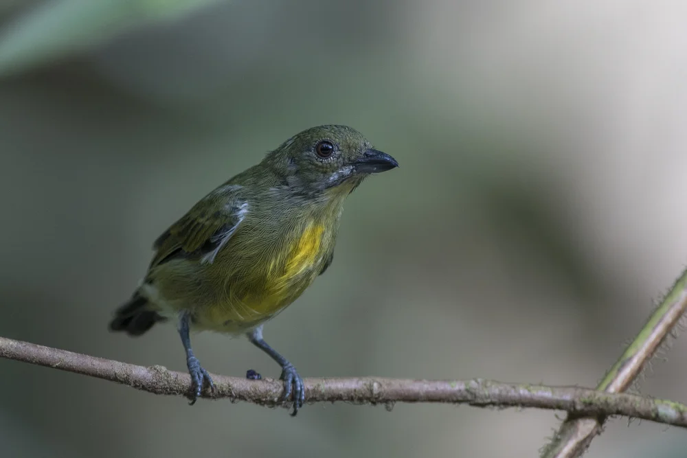 Gefleckter Blütenpicker (Pnonochilus maculatus)