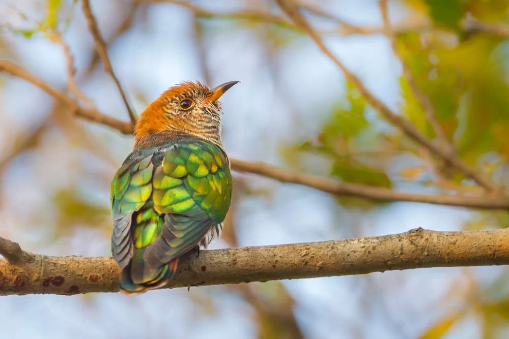 Gefleckter Glanzkuckuck (Chrysococcyx maculatus)