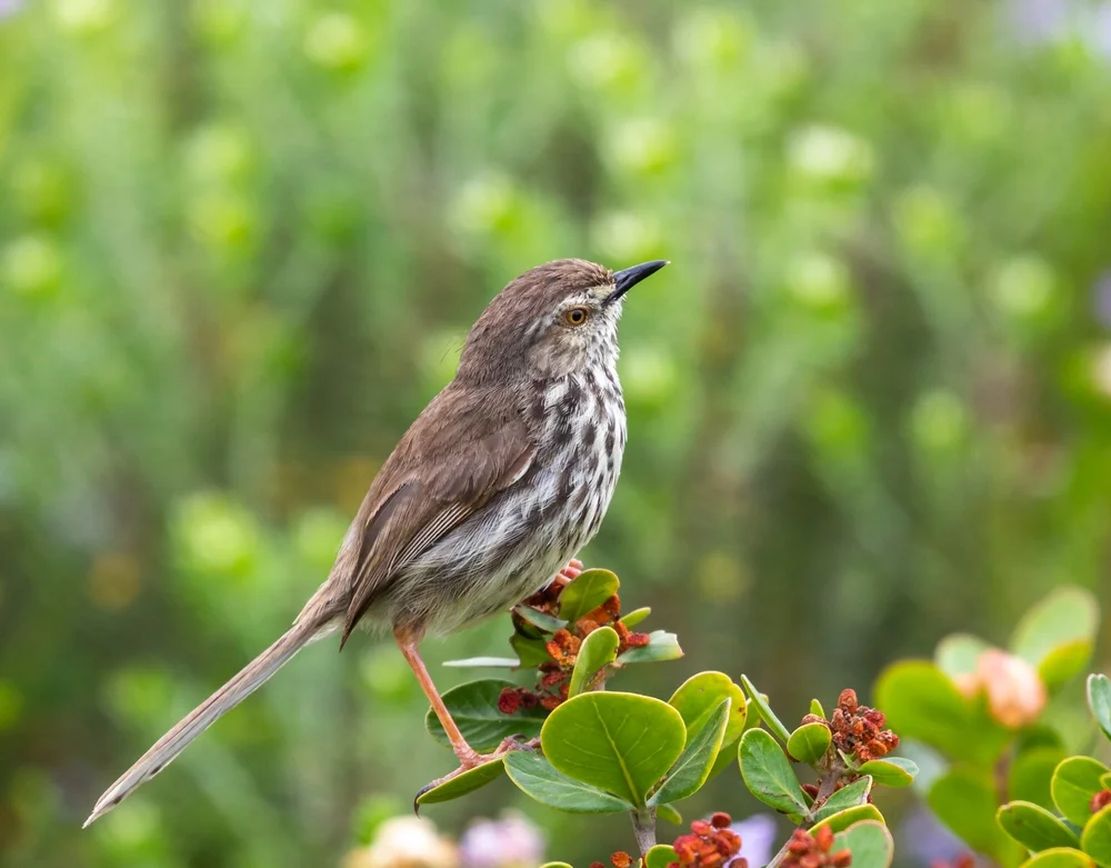 Gefleckter Grasmückenrohrsänger (Pnnia maculosa)