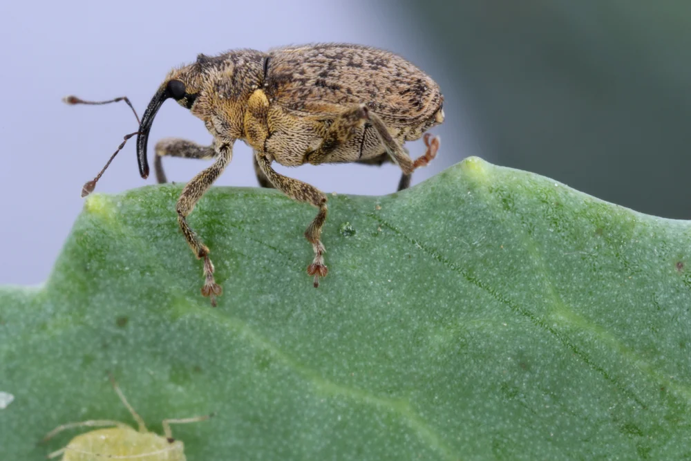Gefleckter Kohltriebrüssler