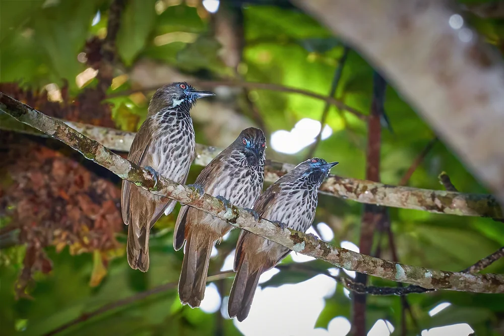 Gefleckter Kurzflügel (Stachyris maculata)