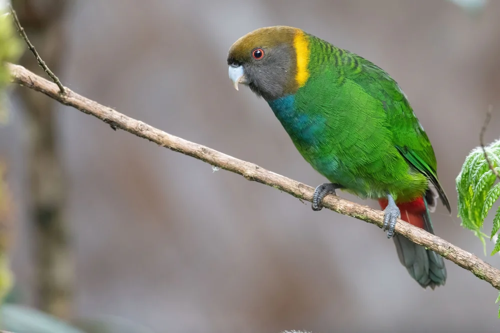 Gefleckter Lori (Psittacella picta)