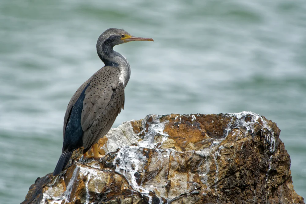Gefleckter Schopfkormoran (Stictocarbo punctatus)
