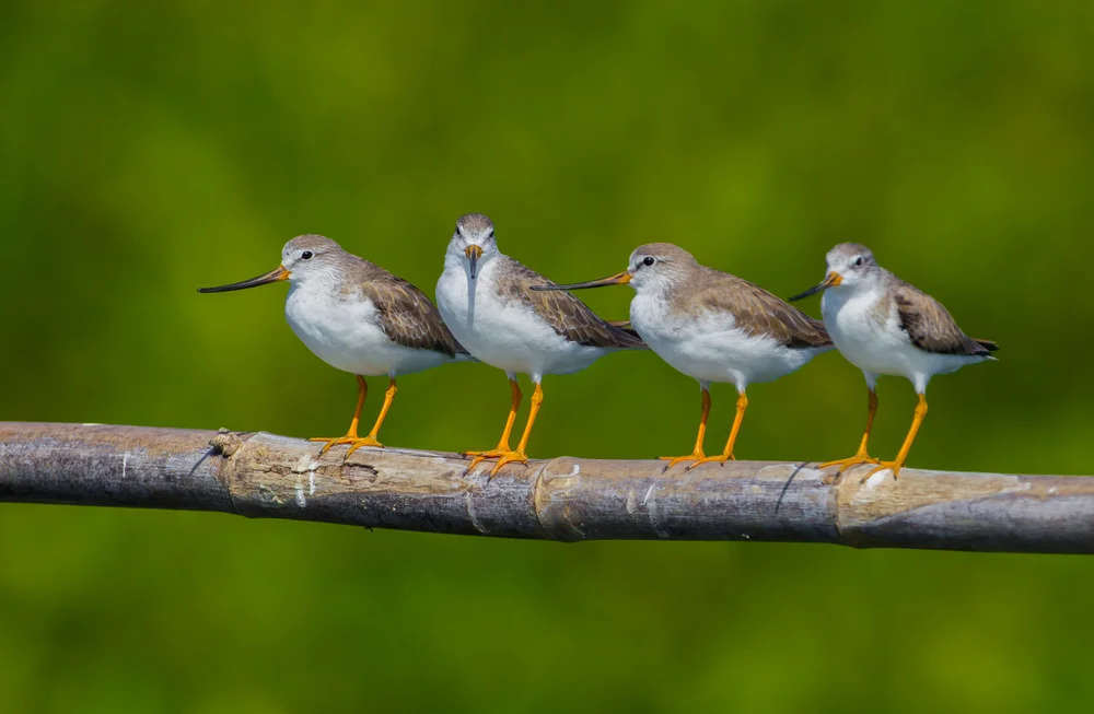 Gefleckter Schwertträger (xenus cinereus)