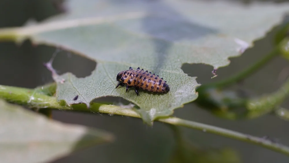 Gefleckter Weidenblattkäfer