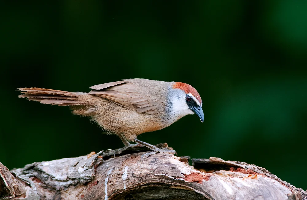Gefleckter Zwergbabbler (Timalia pileata)