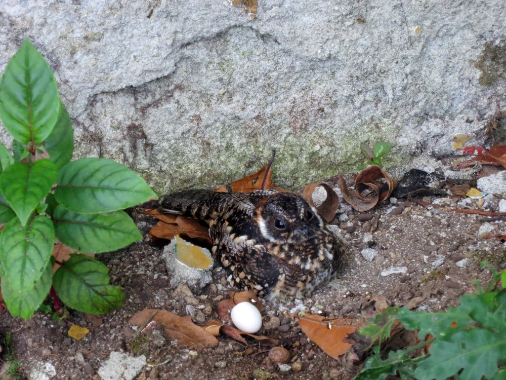 Gefleckter Zwergspecht (Systellura decussata)