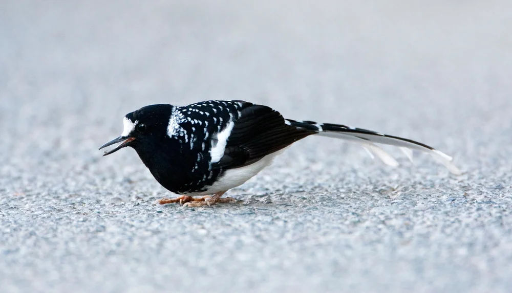 Geflecktes Glanzschwänzchen (Bergbachstelze)