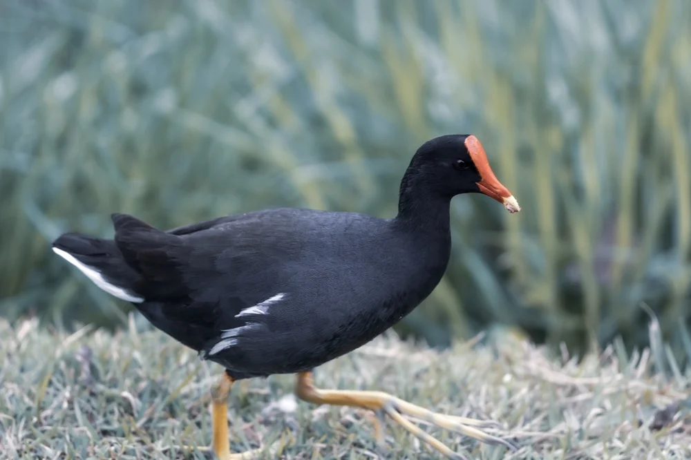 Geflecktes Teichhuhn (Gallinula galeata)