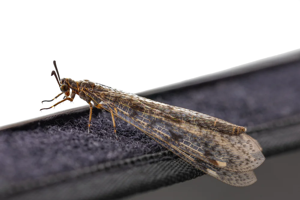 Geflecktflüglige Ameisenjungfer