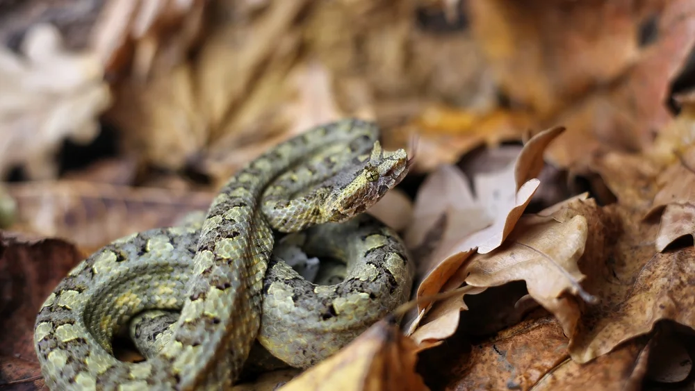 Gehörnter Pitviper (Protobothrops cornutus)