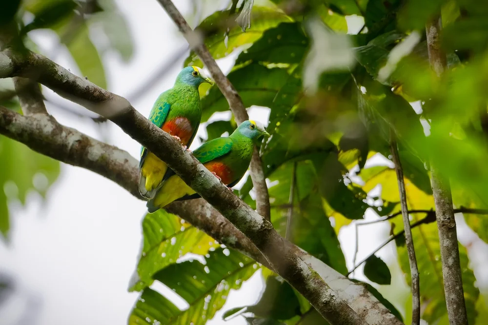 Gekrönte Fruchttaube (Ptilinopus coronulatus)