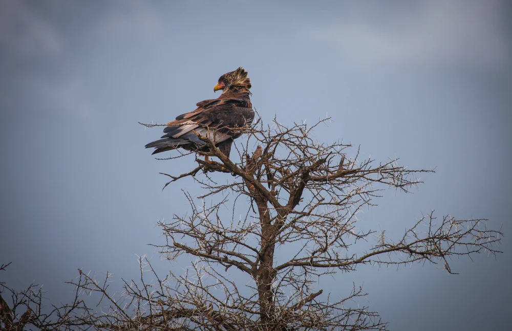 Gekrönter Adler (Stephanoaetus coronatus)