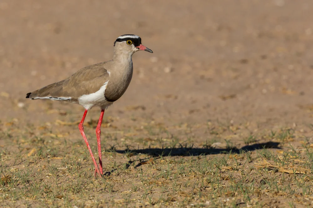 Gekrönter Spornkiebitz (Vanellus cinereus)