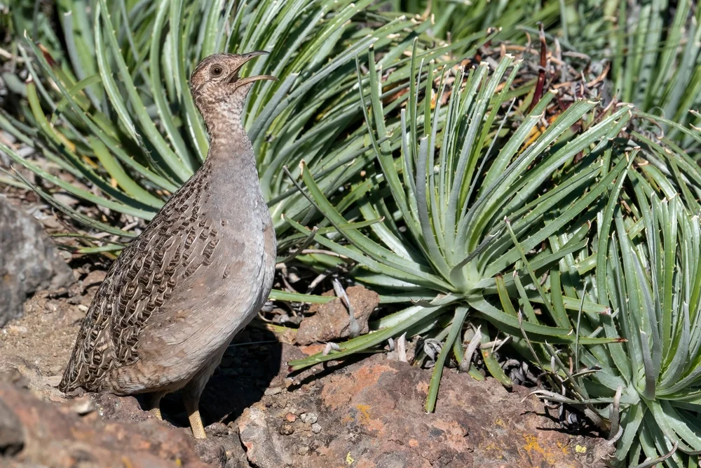 Gekrümmtschnabel-Tinamu (Nothoprocta curvirostris)