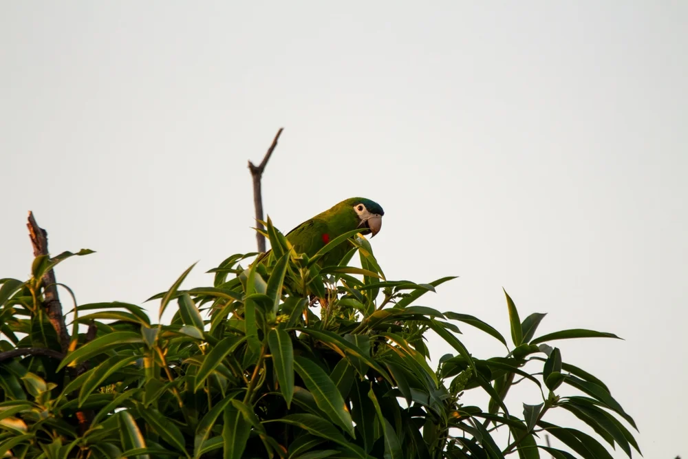 Gelbbäuchiger Ara (Ara severus)