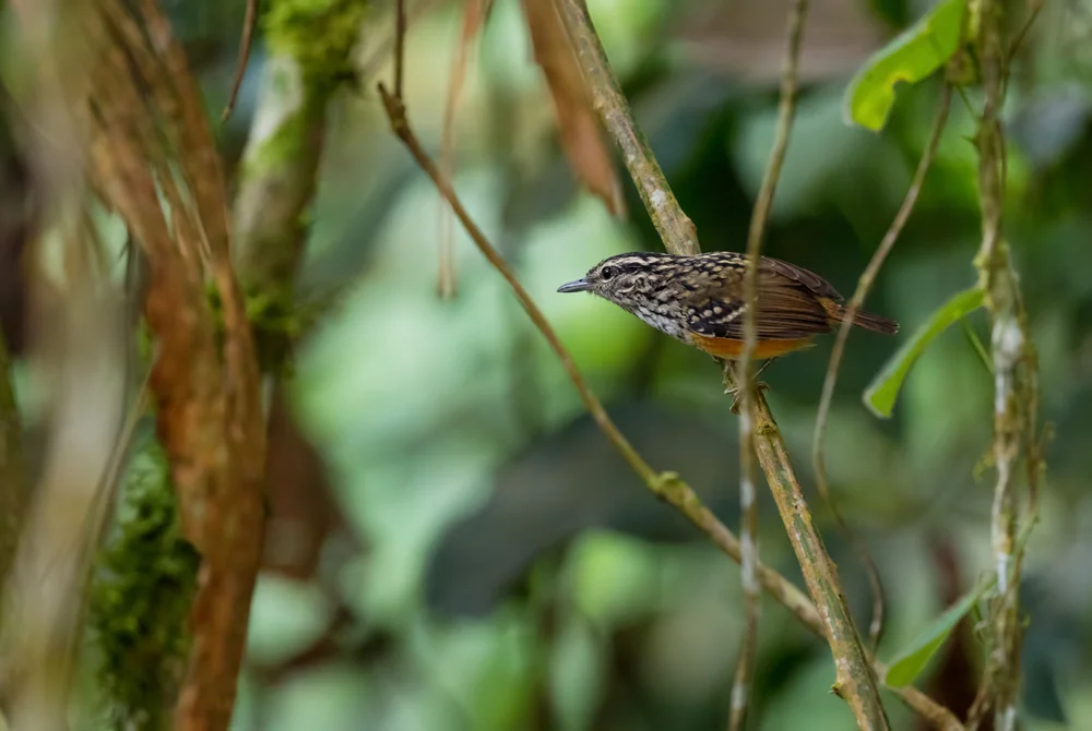 Gelbbauch-Ameisenpitta (Hypocnemis subflava)