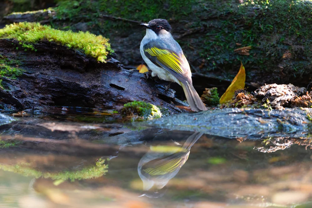 Gelbbauch-Bartvogel (Hemixos flavala)