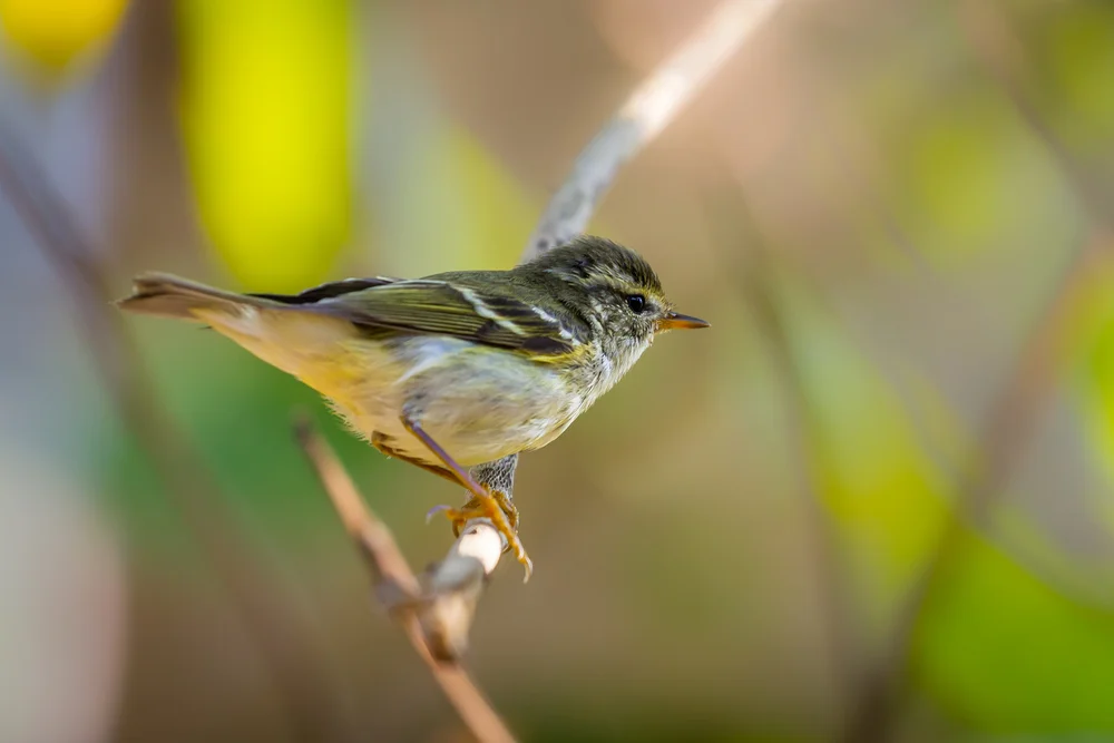 Gelbbauch-Blattspäher (Phylloscartes flavwentris)