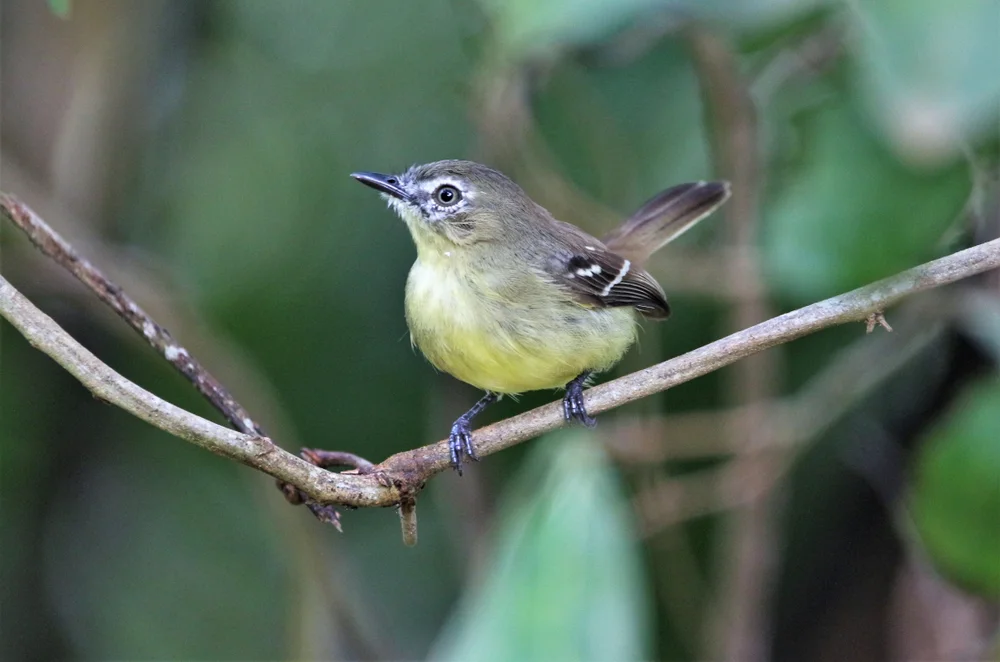 Gelbbauch-Brillantkolibri (Inezia subflava)