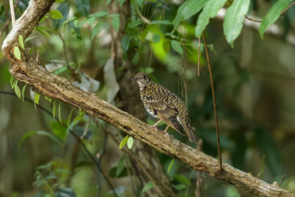 Gelbbauch-Brillenvogel (Zoothera mollissima)