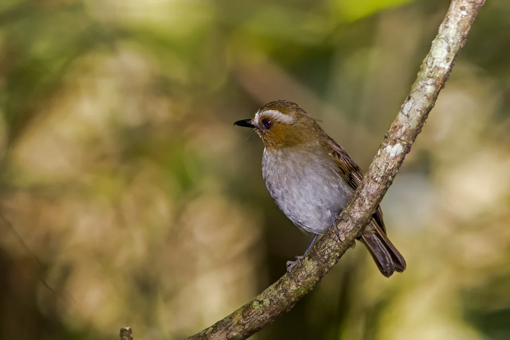 Gelbbauch-Bülbül (Rhinomyias gularis)